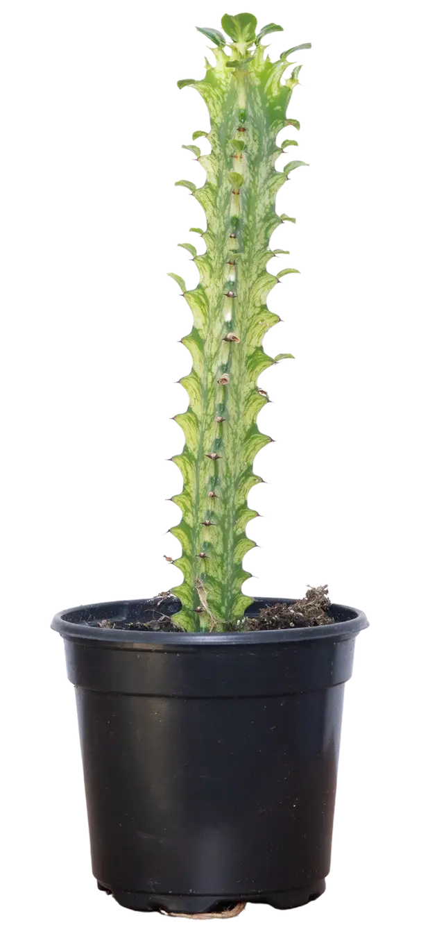Euphorbia Variegated Cactus 4"