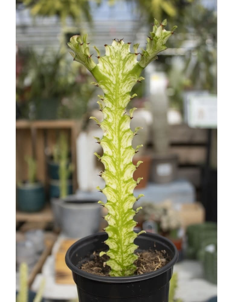 Euphorbia