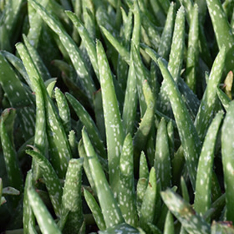 Aloe Vera - Dutch Growers Saskatoon