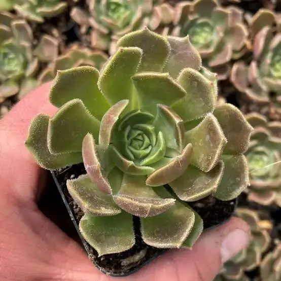 Echeveria Assorted