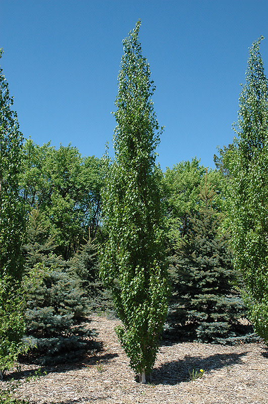 Birch Parkland Pillar by Gallon