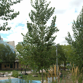 Poplar Okanese