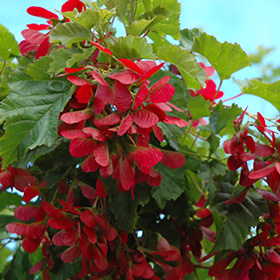 Maple Hot Wings Tree