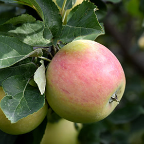 Apple Goodland 5gal