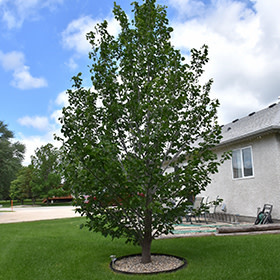 Linden True North