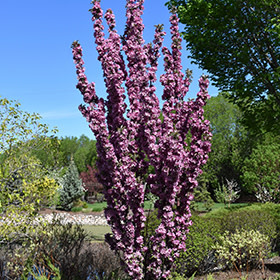 Crabapple Purple Spire Columnar