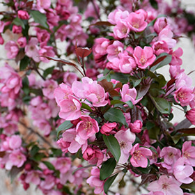 Crabapple Gladiator