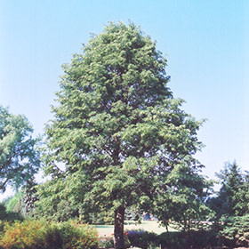 Linden Dropmore