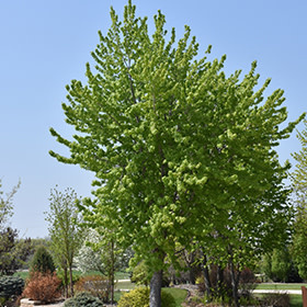 Maple Silver Cloud