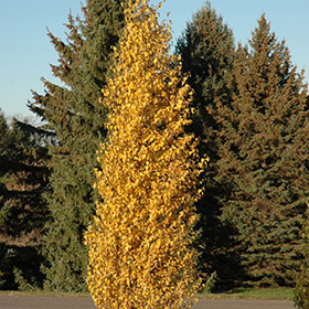 Birch Dakota Pinnacle by Gallon
