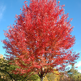 Maple Autumn Blaze