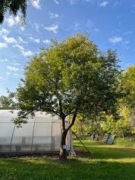 Maple Manitoba