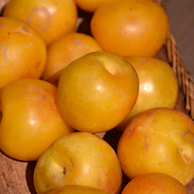 Plum Brooks Gold 5gal