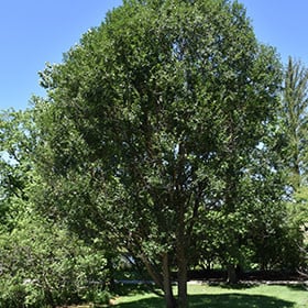 Willow Laurel Leaf
