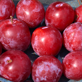Plum Pembina