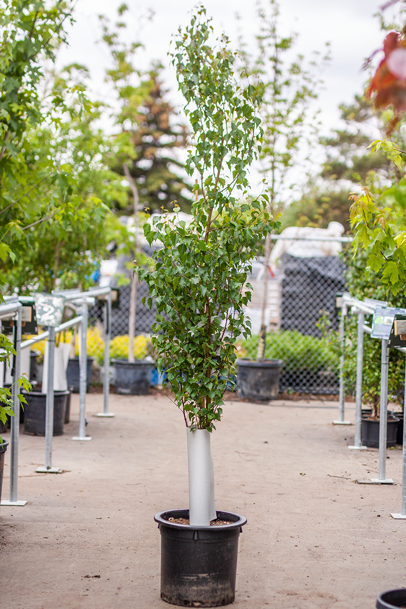 Birch Parkland Pillar by Gallon