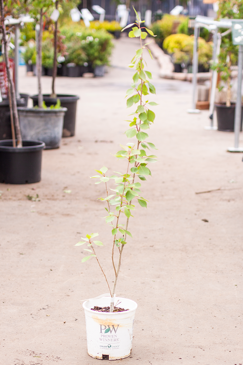 Poplar Okanese