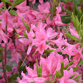 Azalea 4"