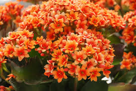 Kalanchoe