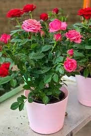 4" Mini Rose