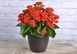 Kalanchoe