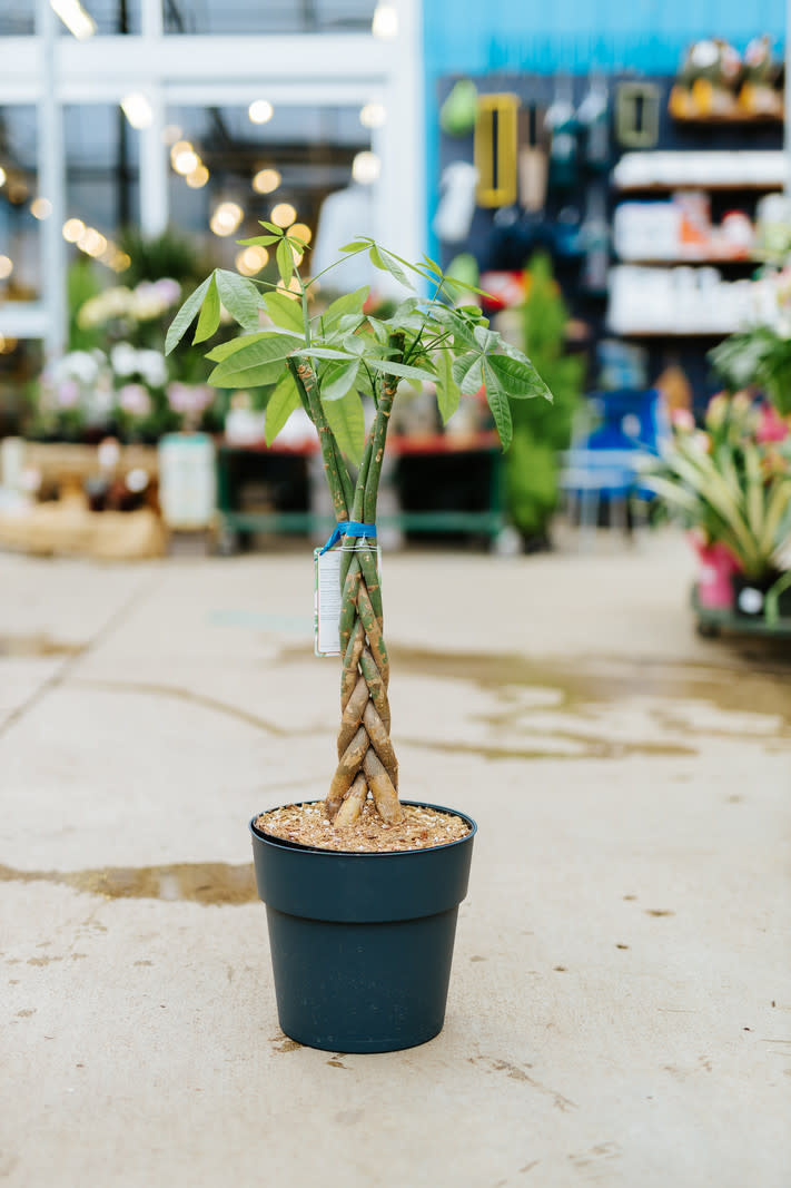 Money Tree Braided
