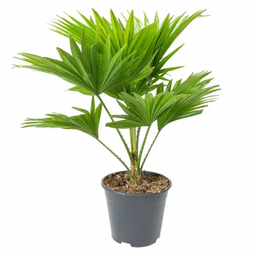 Chinese Fan Palm