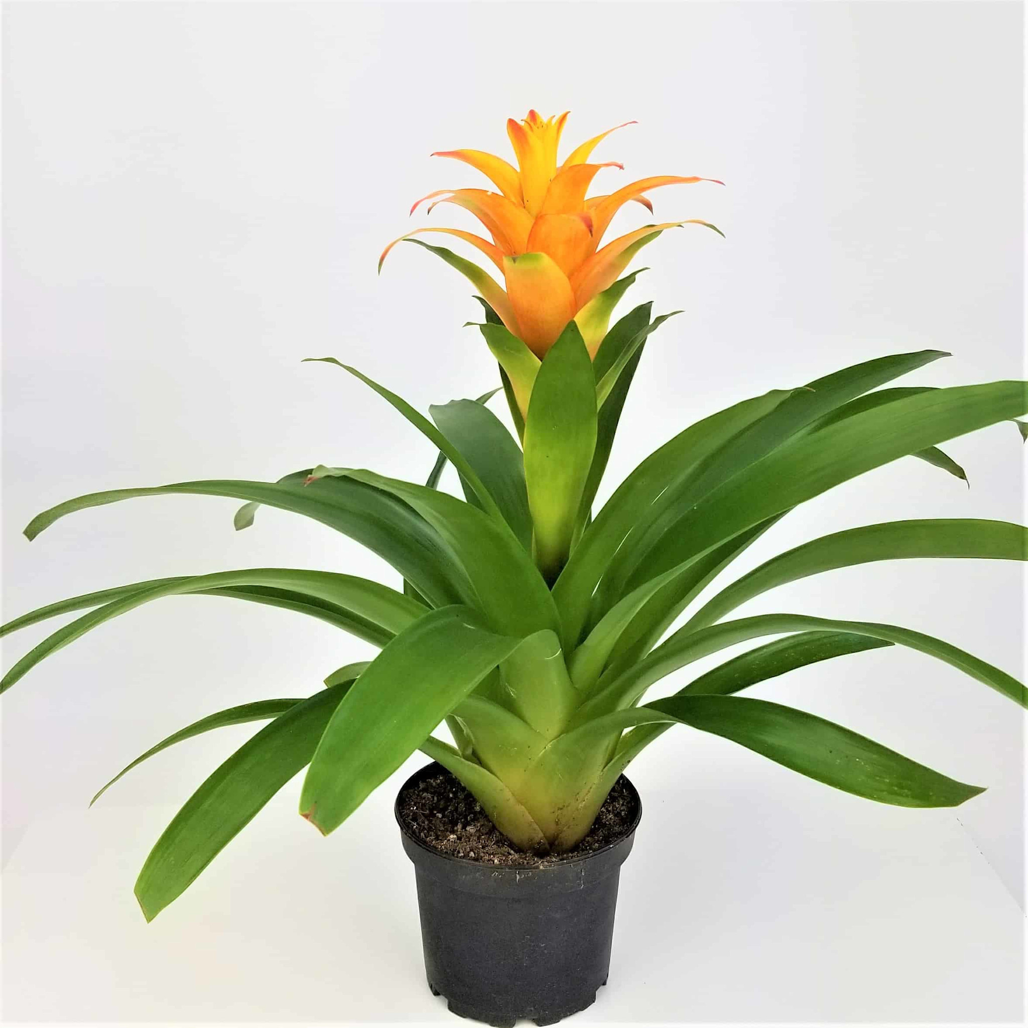 Bromeliad 6"