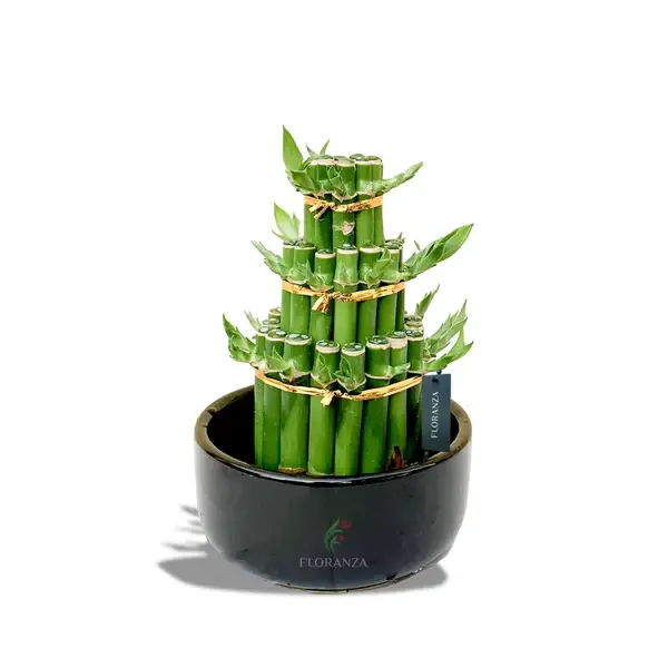 Lucky Bamboo 3 Tier Ceramic 4"