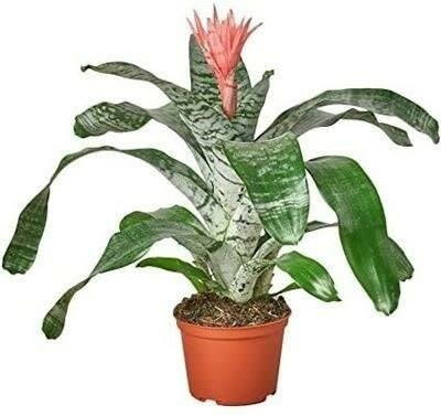 Bromeliad Silver Vase 6"