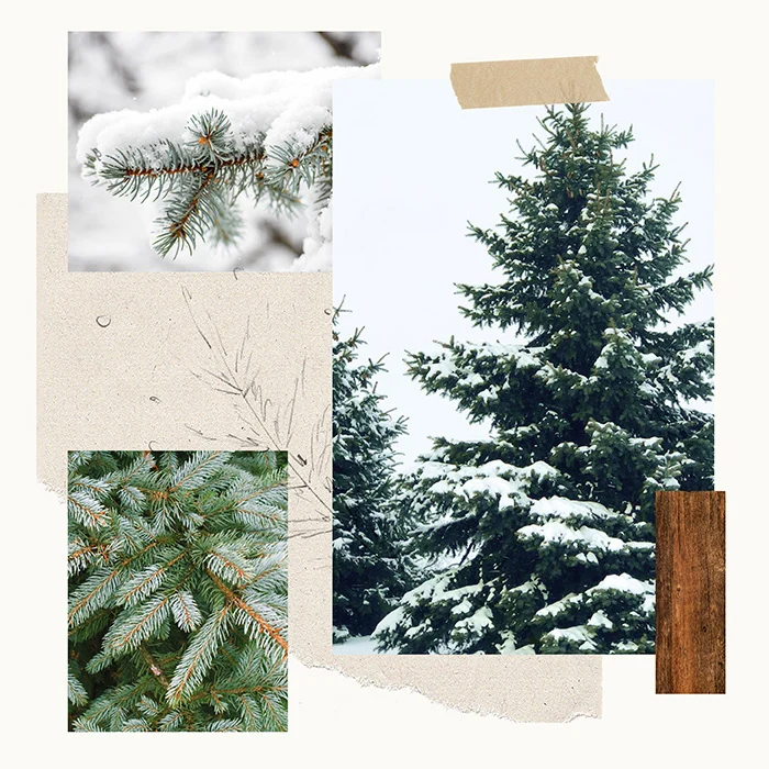 Thymes All Purpose Wipes Frasier Fir Heritage