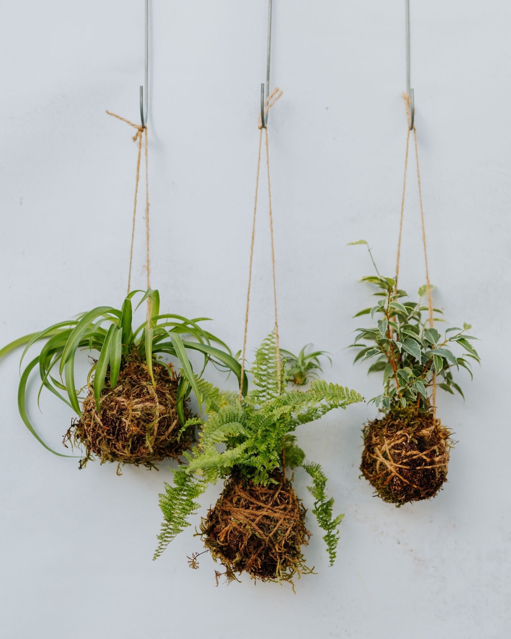 Mossed & Found: A Kokedama Experience - September 12th @ 11am  Make & Take Class-
