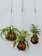 Mossed & Found: A Kokedama Experience - September 13th @ 11am  Make & Take Class-