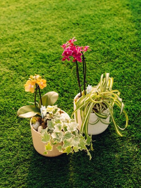 Orchid Oasis Make & Take Workshop September 20th @ 2pm
