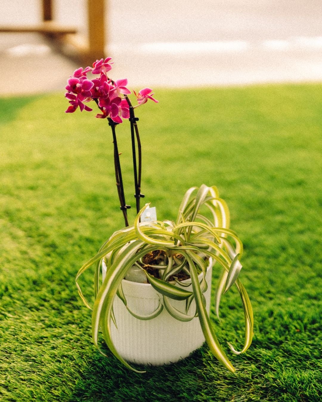 Orchid Oasis Make & Take Workshop September 20th @ 2pm