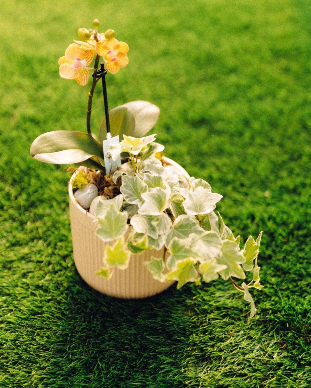 Orchid Oasis Make & Take Workshop September 20th @ 2pm