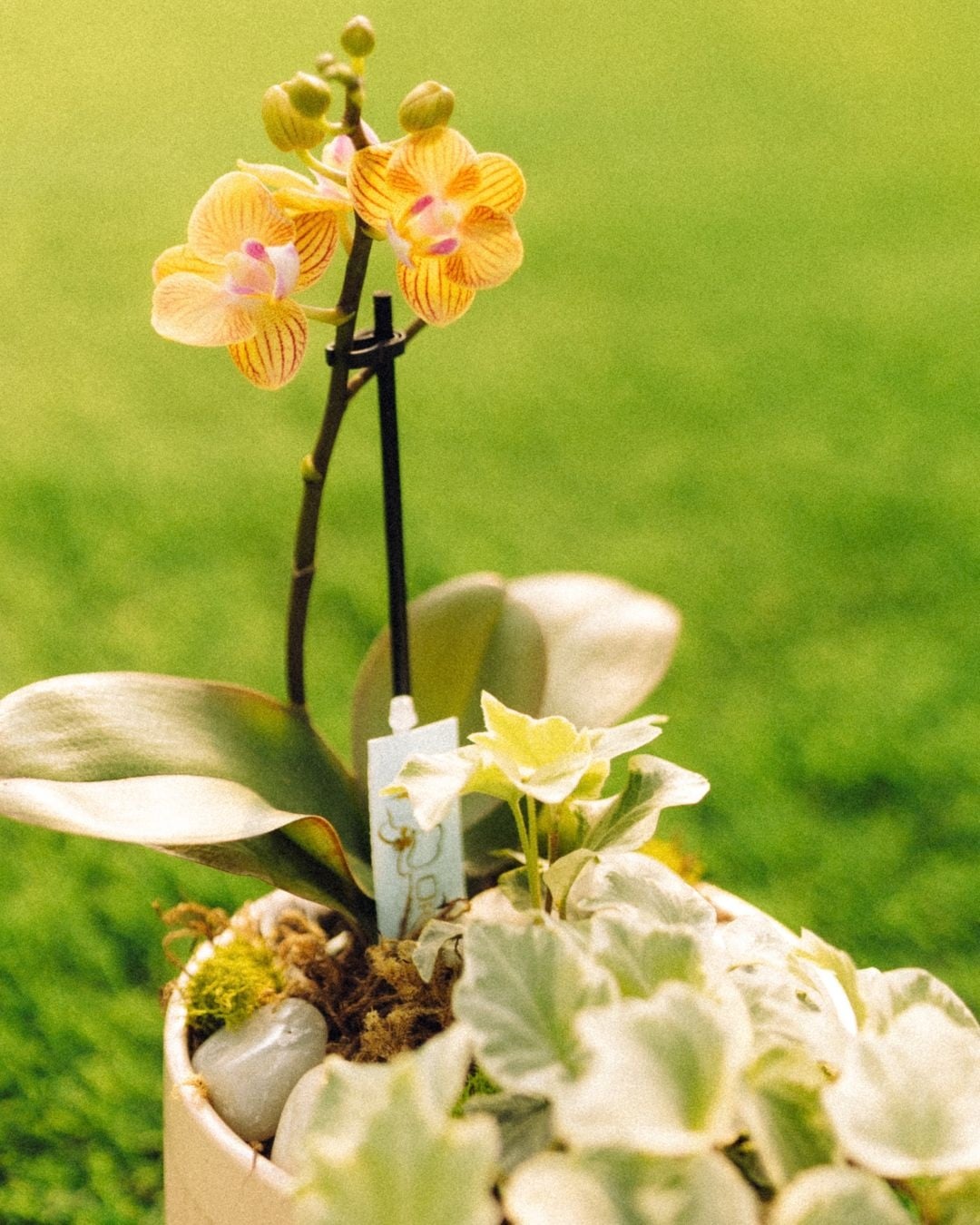 Orchid Oasis Make & Take Workshop September 20th @ 2pm
