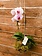 Orchid Kokedama Make & Take Workshop September 19th @ 11am