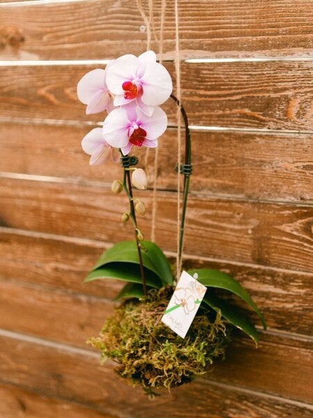 Orchid Kokedama Make & Take Workshop September 19th @ 11am