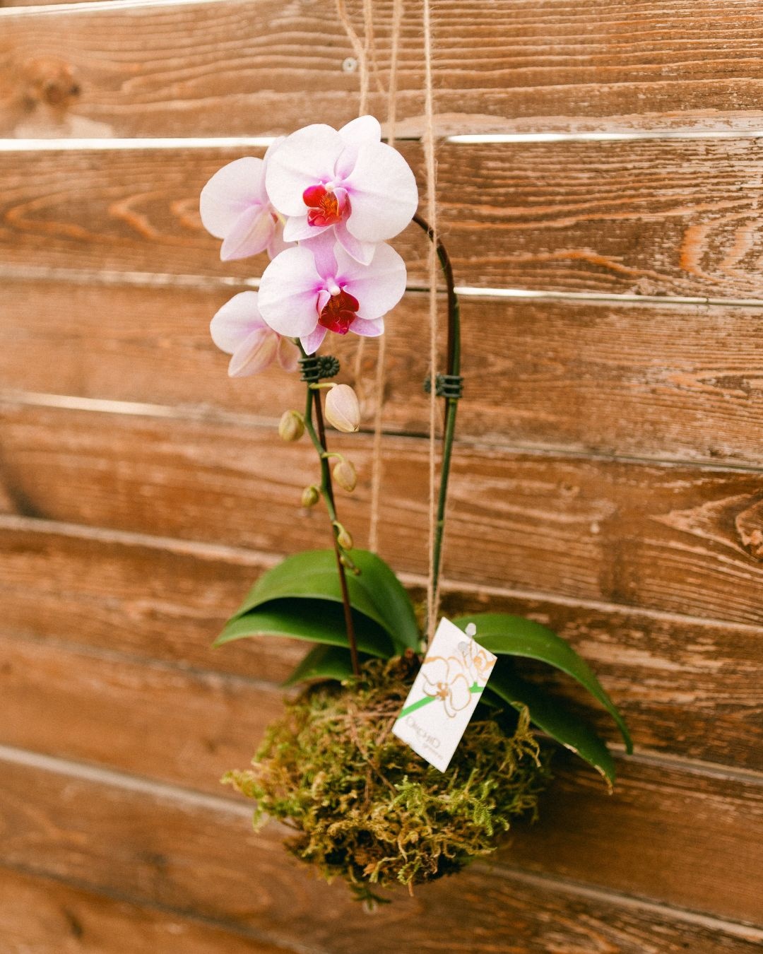 Orchid Kokedama Make & Take Workshop September 19th @ 11am