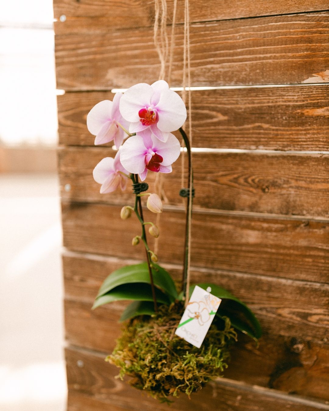 Orchid Kokedama Make & Take Workshop September 19th @ 11am