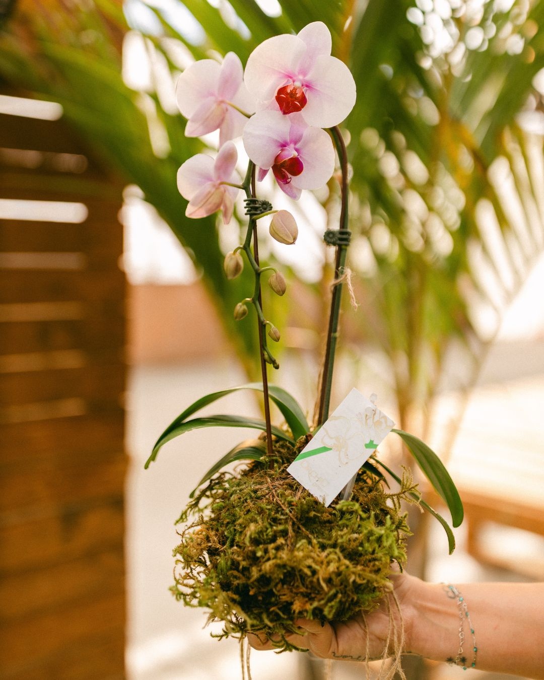 Orchid Kokedama Make & Take Workshop September 19th @ 11am