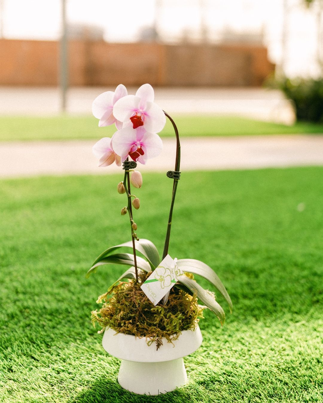 Orchid Kokedama Make & Take Workshop September 19th @ 11am