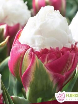 Florissa Tulip Double Peony Ice Cream