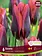 Florissa Tulip Slawa