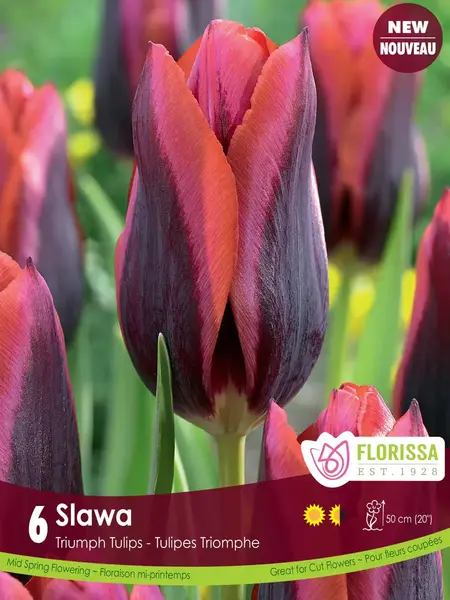 Florissa Tulip Slawa
