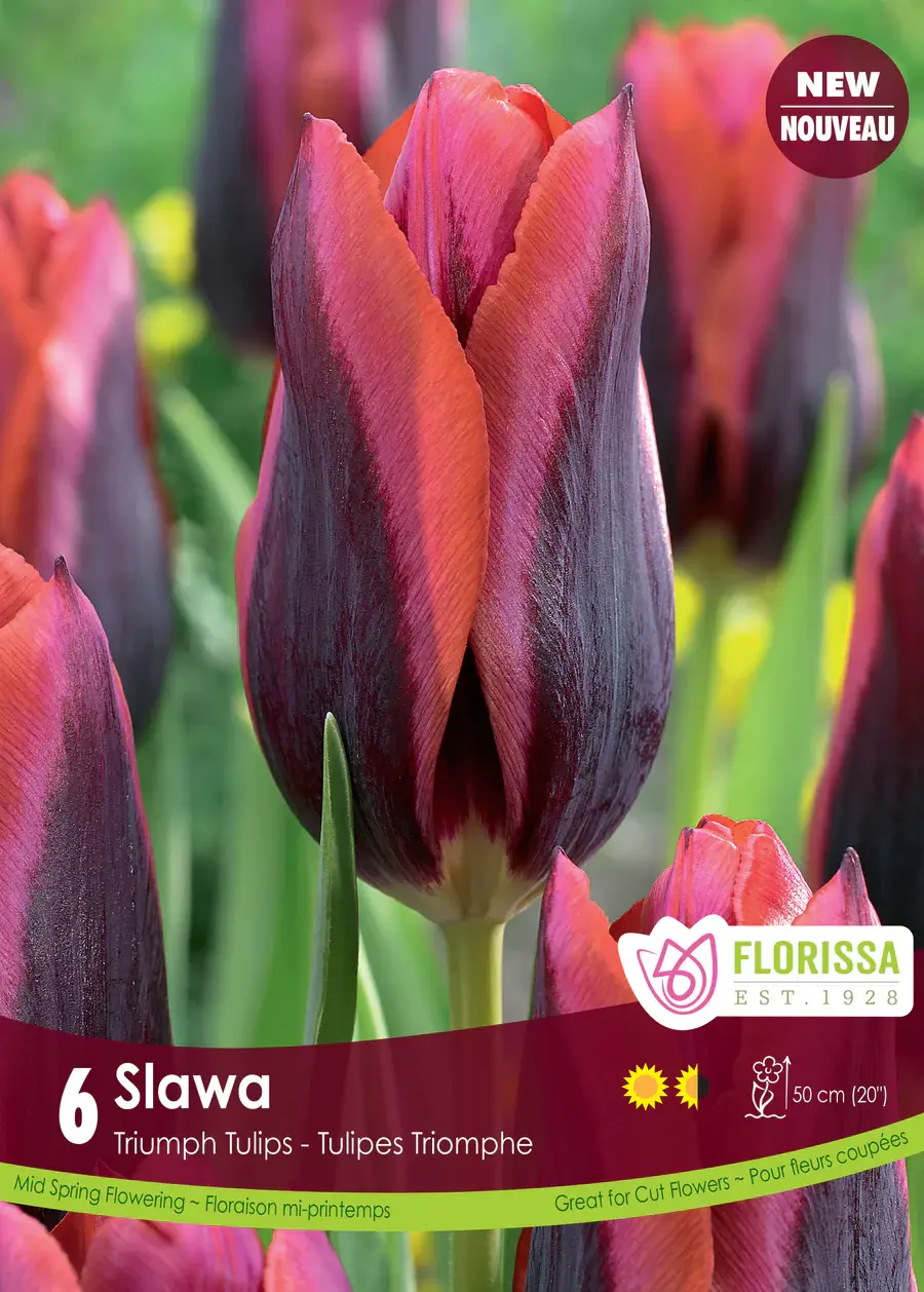 Florissa Tulip Slawa