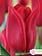 Tulip Strong Love