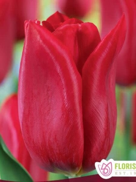Tulip Strong Love
