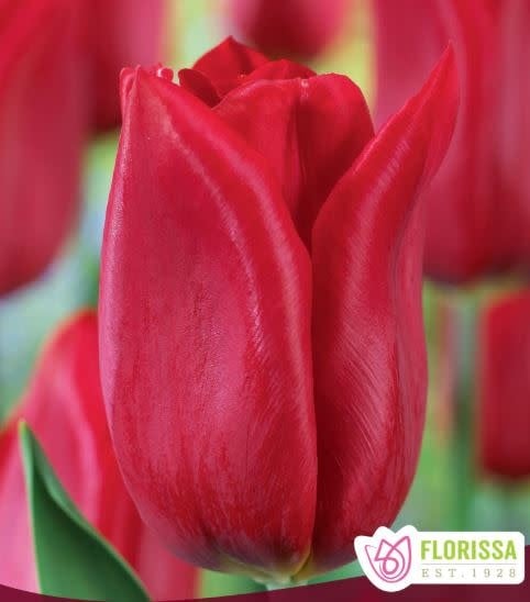 Tulip Strong Love